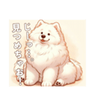 「もふもふサモエドのことば」（個別スタンプ：11）