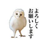 メンフクロウの赤ちゃん（個別スタンプ：12）