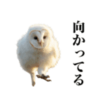 メンフクロウの赤ちゃん（個別スタンプ：13）