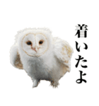 メンフクロウの赤ちゃん（個別スタンプ：14）