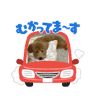 犬のチョコくんのスタンプ（個別スタンプ：5）