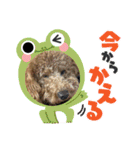 犬のチョコくんのスタンプ（個別スタンプ：6）