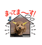 犬のチョコくんのスタンプ（個別スタンプ：7）