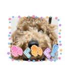 犬のチョコくんのスタンプ（個別スタンプ：10）