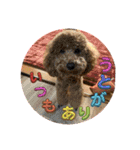 犬のチョコくんのスタンプ（個別スタンプ：13）