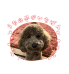 犬のチョコくんのスタンプ（個別スタンプ：16）