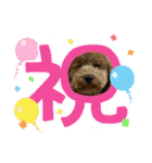 犬のチョコくんのスタンプ（個別スタンプ：17）
