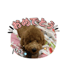 犬のチョコくんのスタンプ（個別スタンプ：19）