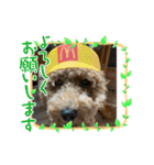 犬のチョコくんのスタンプ（個別スタンプ：20）