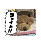 犬のチョコくんのスタンプ（個別スタンプ：21）