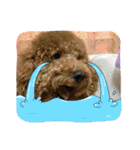 犬のチョコくんのスタンプ（個別スタンプ：24）