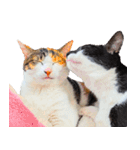 クーとミーの甘い生活、それから。（個別スタンプ：13）