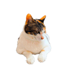 クーとミーの甘い生活、それから。（個別スタンプ：23）