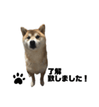 柴犬トキスタンプ（個別スタンプ：2）