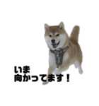 柴犬トキスタンプ（個別スタンプ：3）