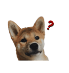 柴犬トキスタンプ（個別スタンプ：4）