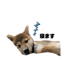 柴犬トキスタンプ（個別スタンプ：5）