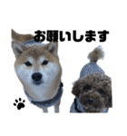 柴犬トキスタンプ（個別スタンプ：6）