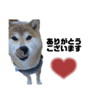 柴犬トキスタンプ（個別スタンプ：7）