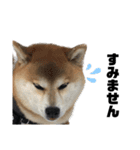 柴犬トキスタンプ（個別スタンプ：8）