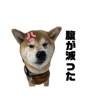 柴犬トキスタンプ（個別スタンプ：9）