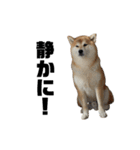 柴犬トキスタンプ（個別スタンプ：11）