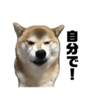 柴犬トキスタンプ（個別スタンプ：14）