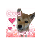 柴犬の丸【英語】（個別スタンプ：1）