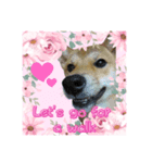 柴犬の丸【英語】（個別スタンプ：3）