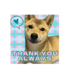 柴犬の丸【英語】（個別スタンプ：4）