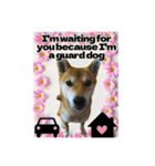 柴犬の丸【英語】（個別スタンプ：7）