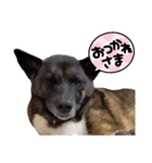 愛犬のマイケル スタンプ（個別スタンプ：2）