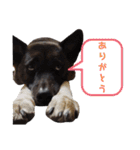愛犬のマイケル スタンプ（個別スタンプ：4）