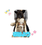 愛犬のマイケル スタンプ（個別スタンプ：5）