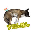 愛犬のマイケル スタンプ（個別スタンプ：7）