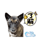 愛犬のマイケル スタンプ（個別スタンプ：8）
