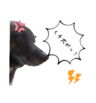 愛犬のマイケル スタンプ（個別スタンプ：9）