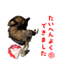 愛犬のマイケル スタンプ（個別スタンプ：10）