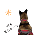 愛犬のマイケル スタンプ（個別スタンプ：12）
