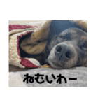 愛犬のマイケル スタンプ（個別スタンプ：15）