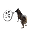 愛犬のマイケル スタンプ（個別スタンプ：16）