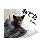 愛犬のマイケル スタンプ（個別スタンプ：17）