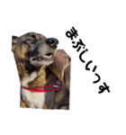 愛犬のマイケル スタンプ（個別スタンプ：20）