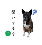 愛犬のマイケル スタンプ（個別スタンプ：23）