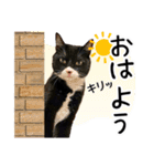 “ゆるっと日常”マチャん家のにゃんこ編（個別スタンプ：1）