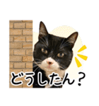 “ゆるっと日常”マチャん家のにゃんこ編（個別スタンプ：2）