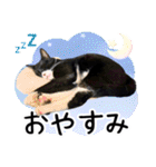 “ゆるっと日常”マチャん家のにゃんこ編（個別スタンプ：4）