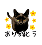 “ゆるっと日常”マチャん家のにゃんこ編（個別スタンプ：5）