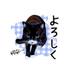“ゆるっと日常”マチャん家のにゃんこ編（個別スタンプ：7）