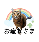 “ゆるっと日常”マチャん家のにゃんこ編（個別スタンプ：8）